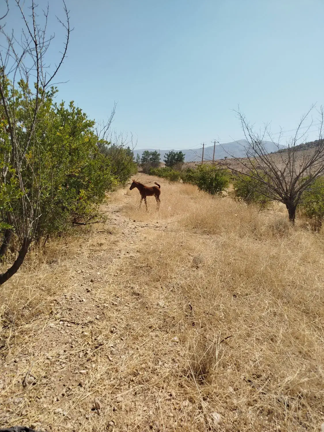 اسب همراه باکره اسب مادیان|اسب و تجهیزات اسب‌سواری|مرودشت, بیست متری بیمارستان|دیوار