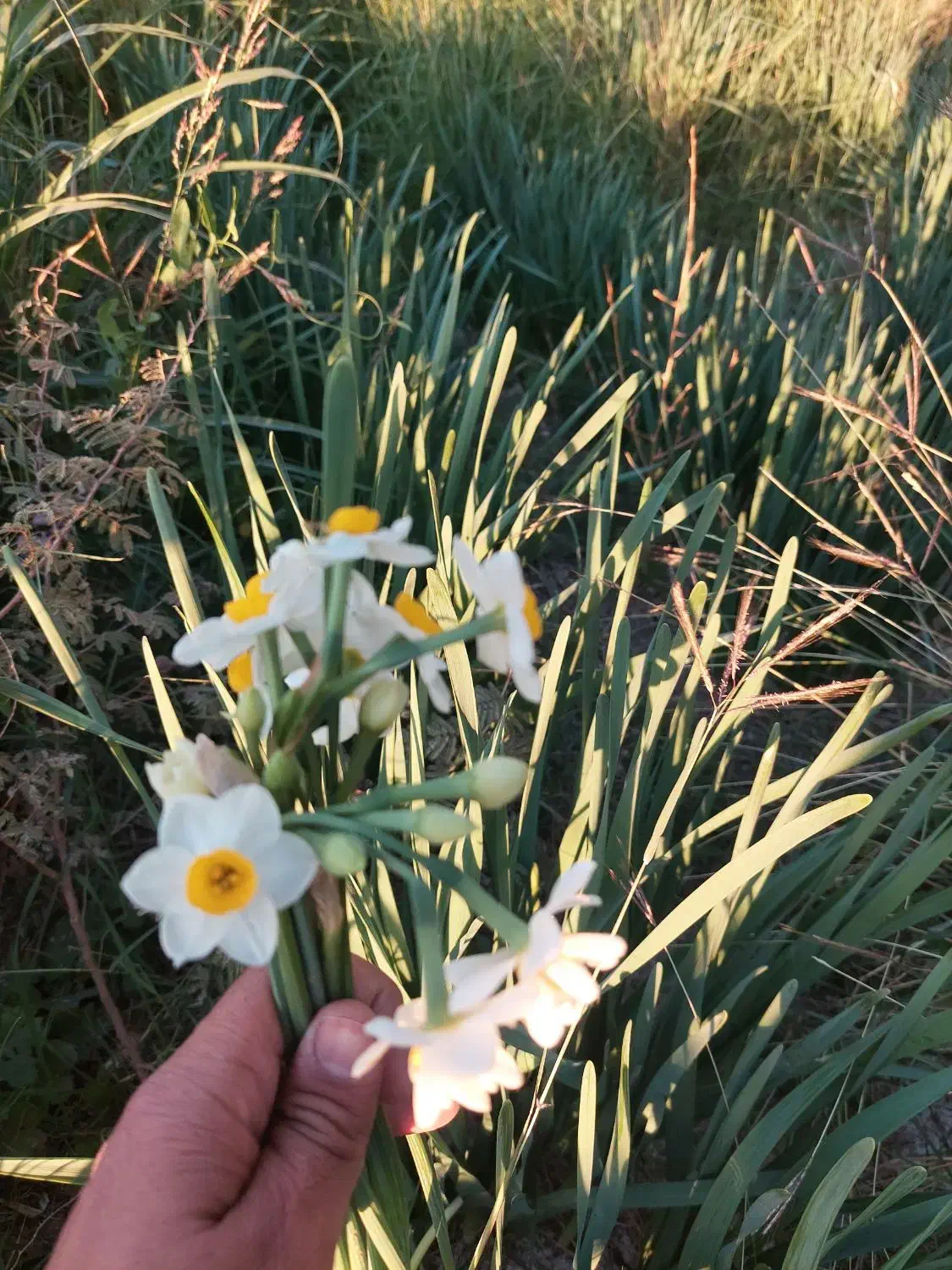 گل نرگس مرغوب بهبهان|گل و گیاه طبیعی|بهبهان, |دیوار