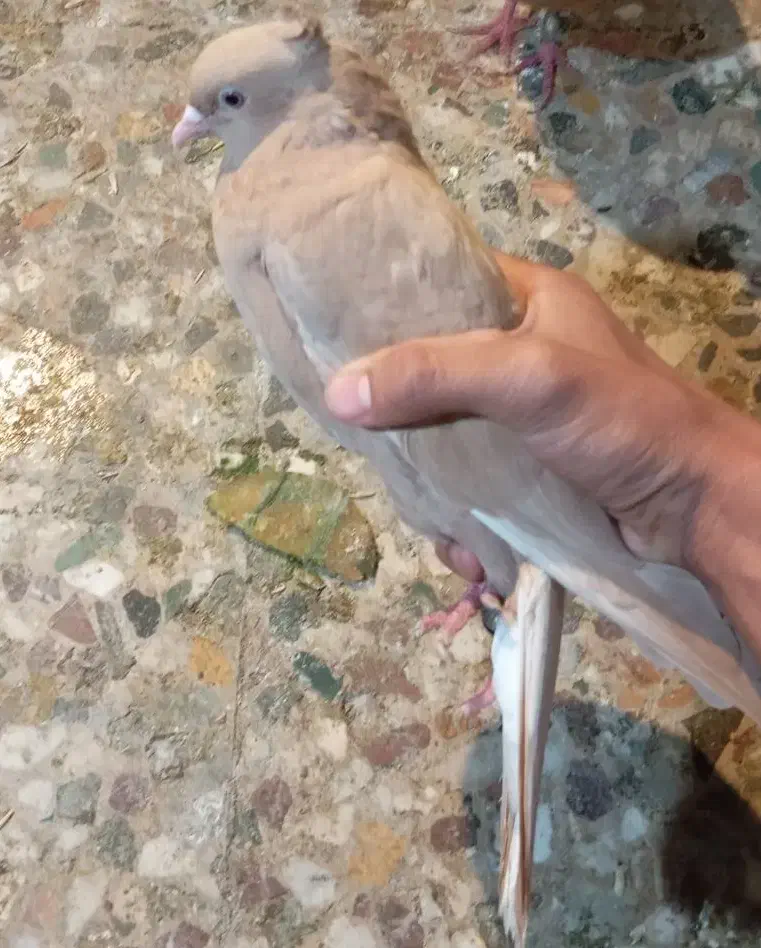 عبدالخان|پرنده|کرخه, |دیوار