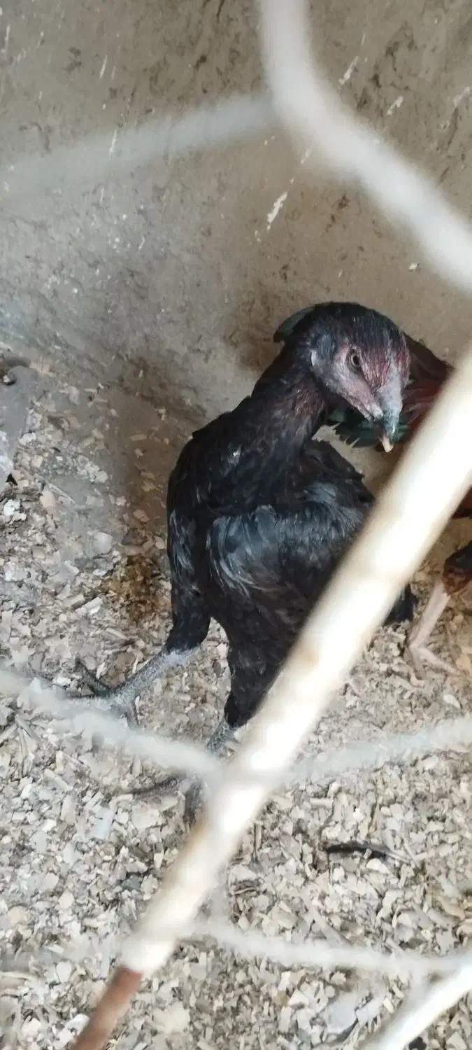 تخم مرغ لاری|حیوانات مزرعه|نگین شهر, |دیوار