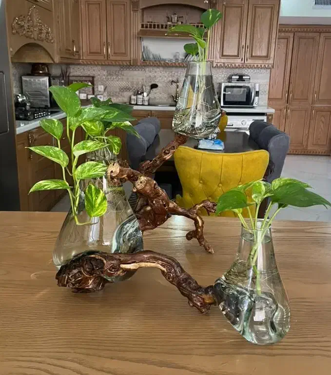 گلدان دکوری|گل و گیاه طبیعی|مشهد, شهرک مطهری|دیوار