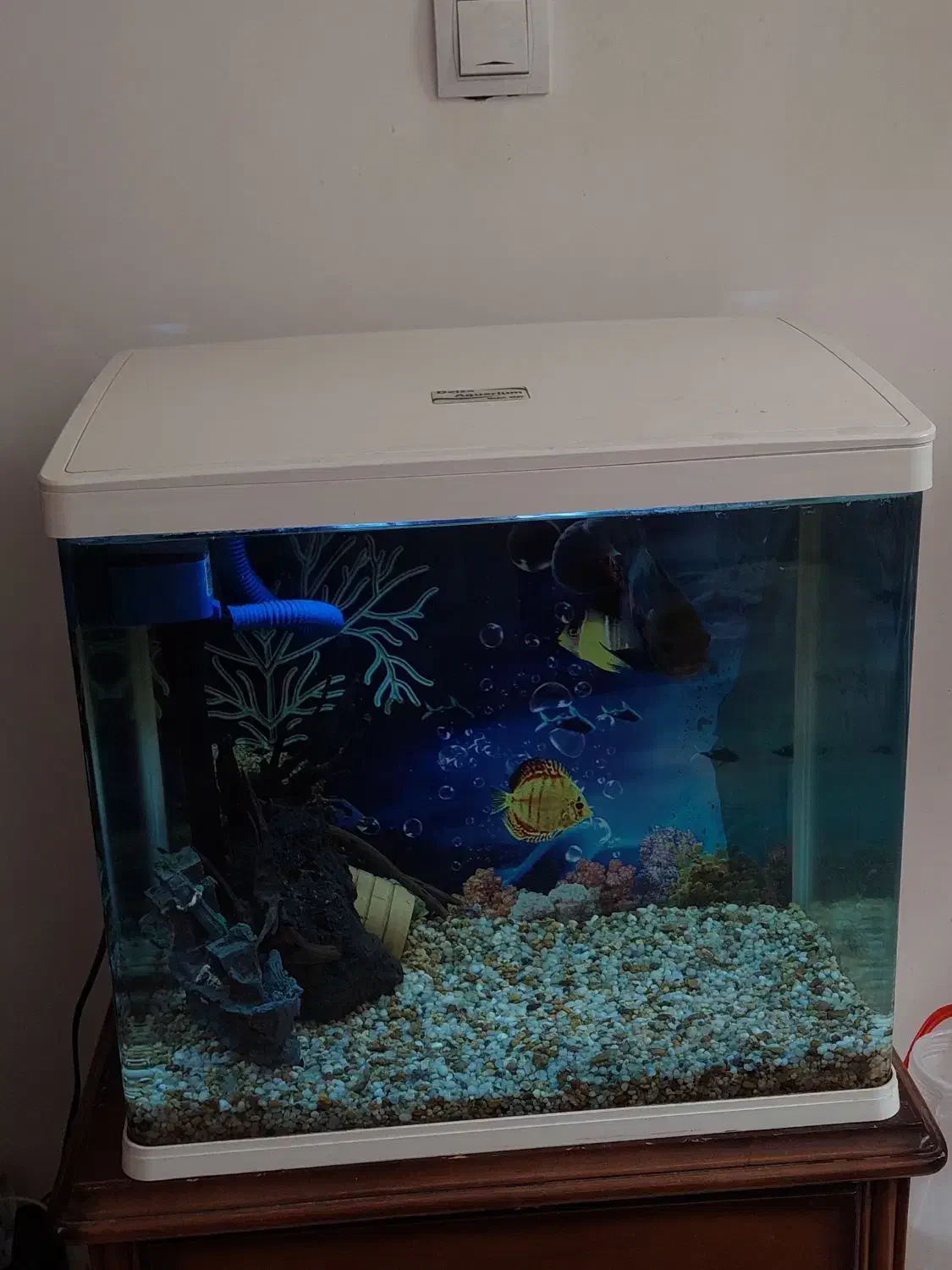 اکواریوم شرکتی و ماهی|ماهی|اهر, |دیوار