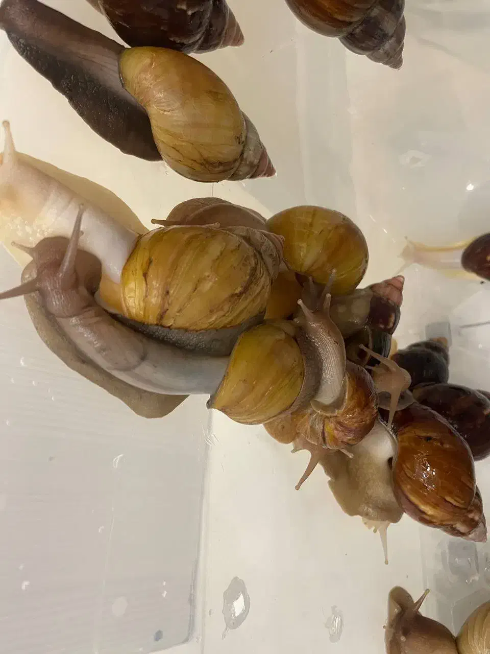 حلزون مولد اچاتینا گوشت سفید و گوشت مشکی|خزنده|تهران, ارم|دیوار