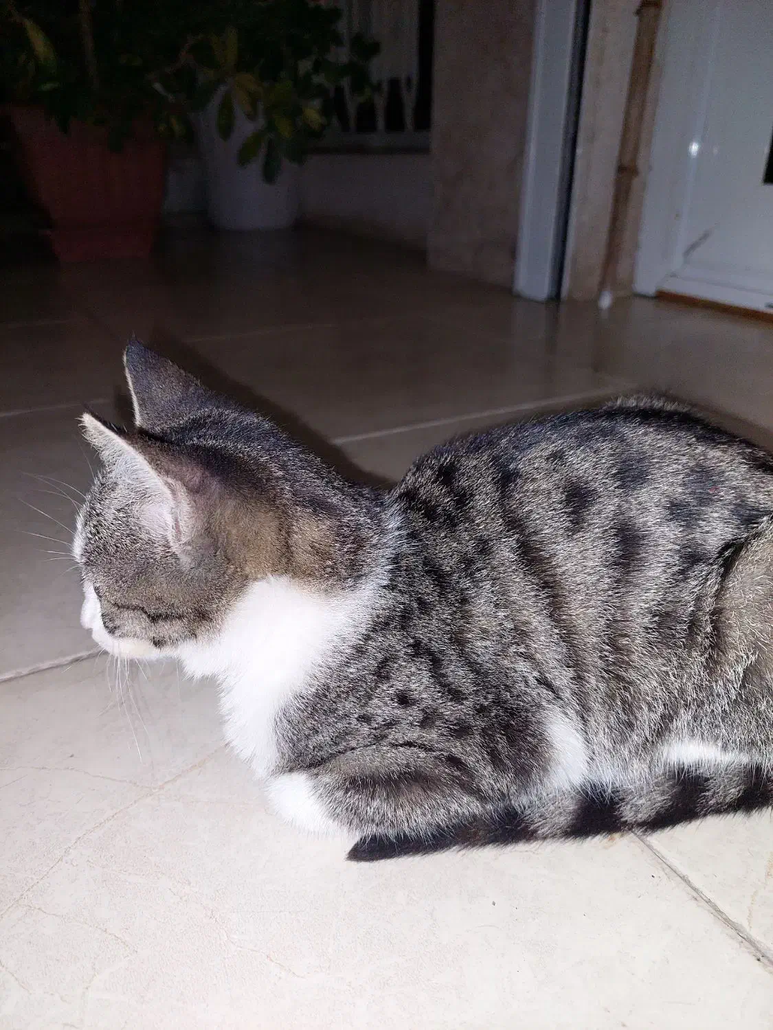 واگذاری رایگان گربه|گربه|چالوس, |دیوار