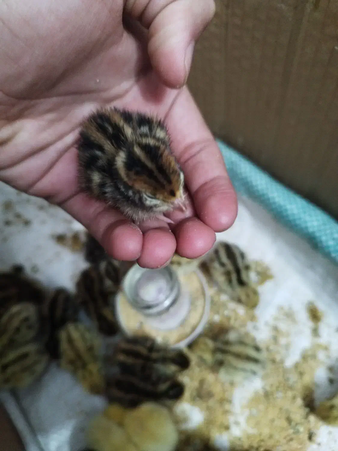 جوجه بلدرچین|حیوانات مزرعه|گرگان, |دیوار