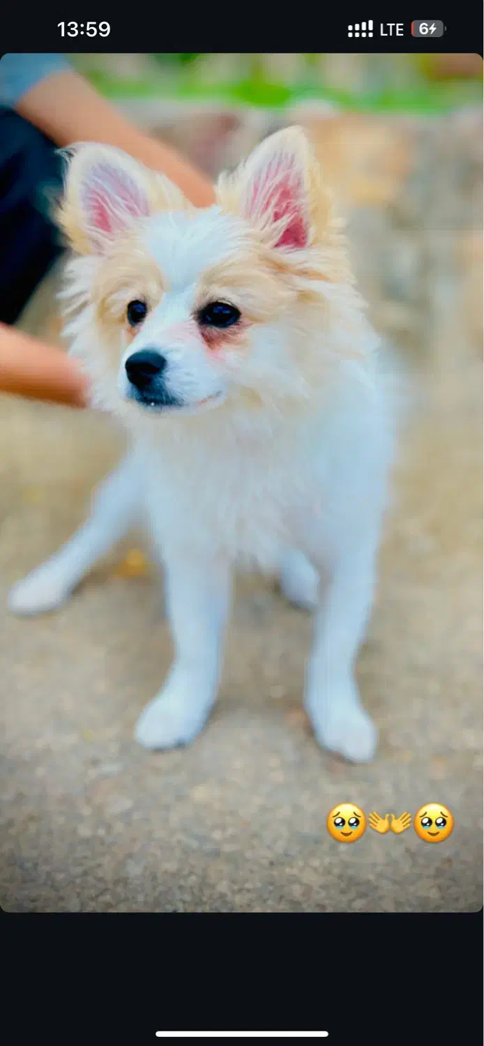 سگ پامر اشپیتز|سگ|شهرضا, |دیوار