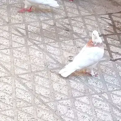 طوقی 7تا 4تومن|پرنده|سبزوار, شهرک ابوذر|دیوار