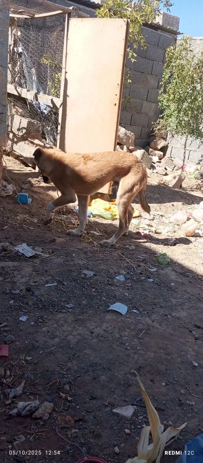 سگ نگهبان وگله|سگ|جوین, |دیوار