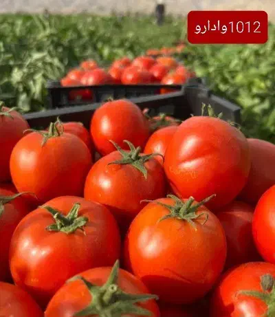 بذر گوجه فرنگی وادارو 1012 و 21700|خدمات باغبانی و درختکاری|قزوین, |دیوار