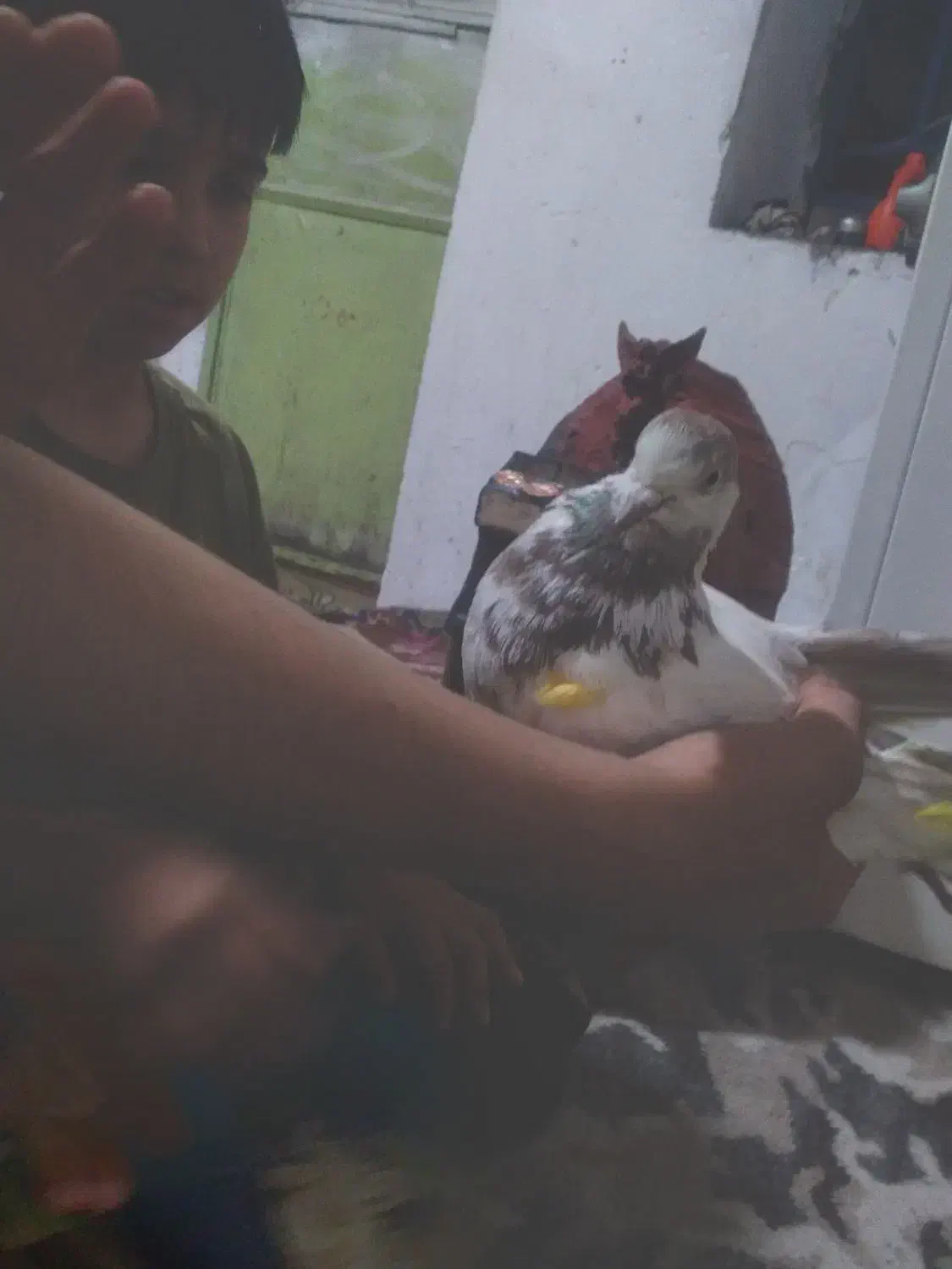 عکس|پرنده|کوهدشت, |دیوار