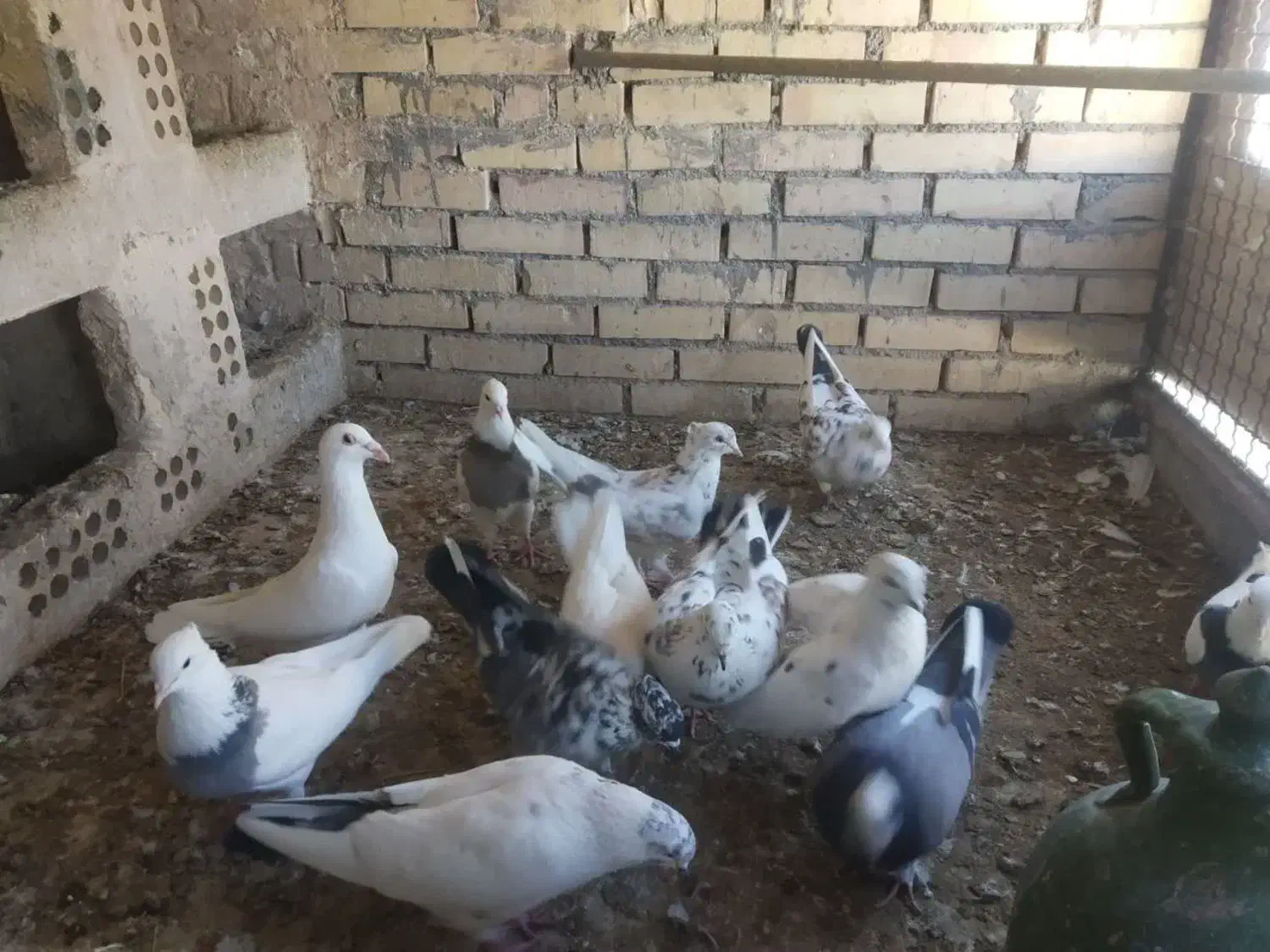 کبوتر|پرنده|مشهد, فاطمیه|دیوار