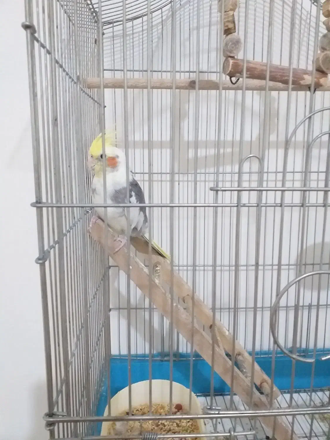 عروس هلندی|پرنده|گلستان (تهران), |دیوار