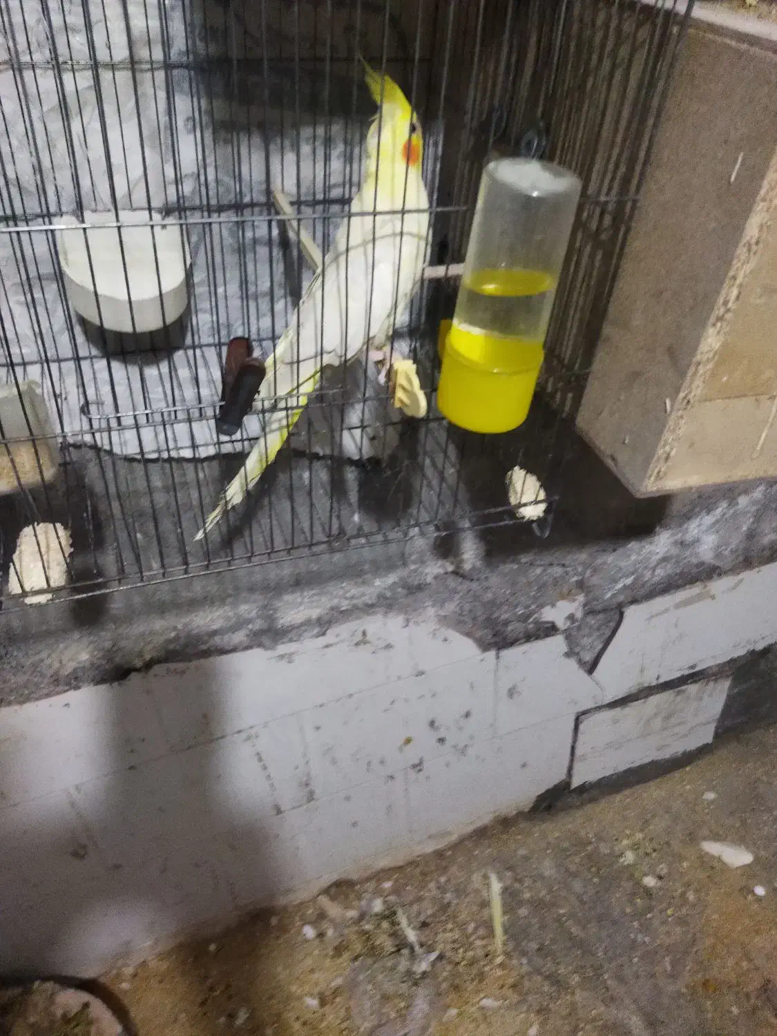 عروس لیتینو وابلق|پرنده|تهران, پرستار|دیوار