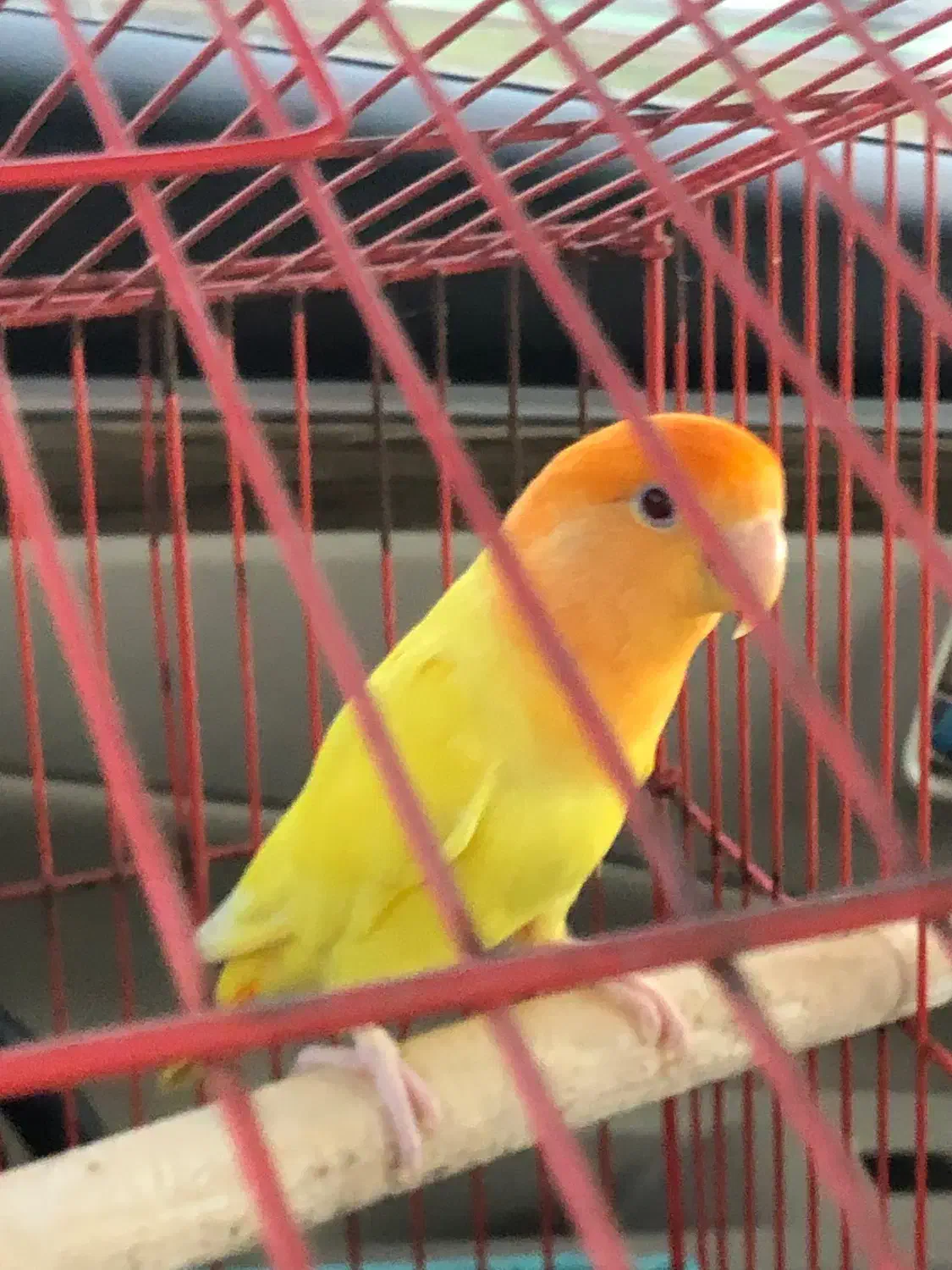 کوتوله برزیلی|پرنده|قشم, |دیوار