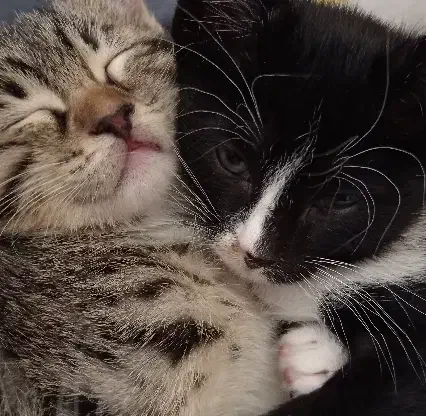 بچه گربه dsh|گربه|نیشابور, شهید جعفری|دیوار