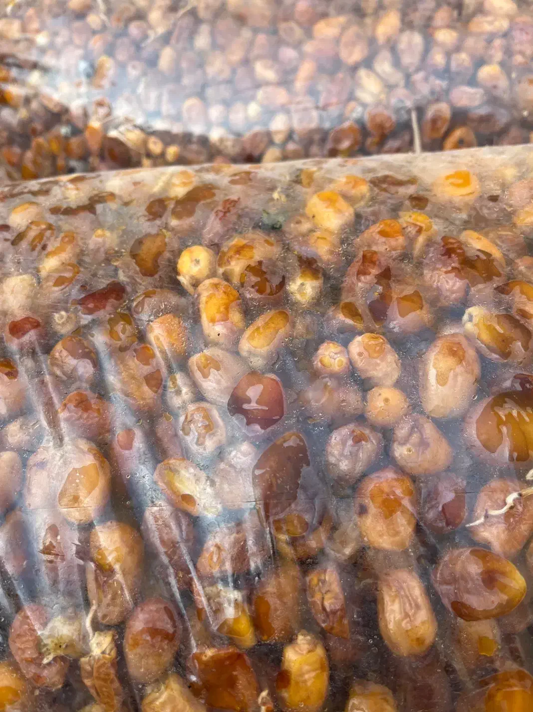 خرما  با قند بالا|عمده‌فروشی|اصفهان, شهرک کاوه|دیوار