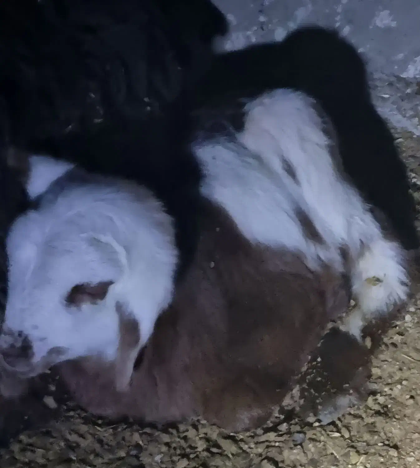 فروش بره های همو و هترو|حیوانات مزرعه|بجنورد, |دیوار