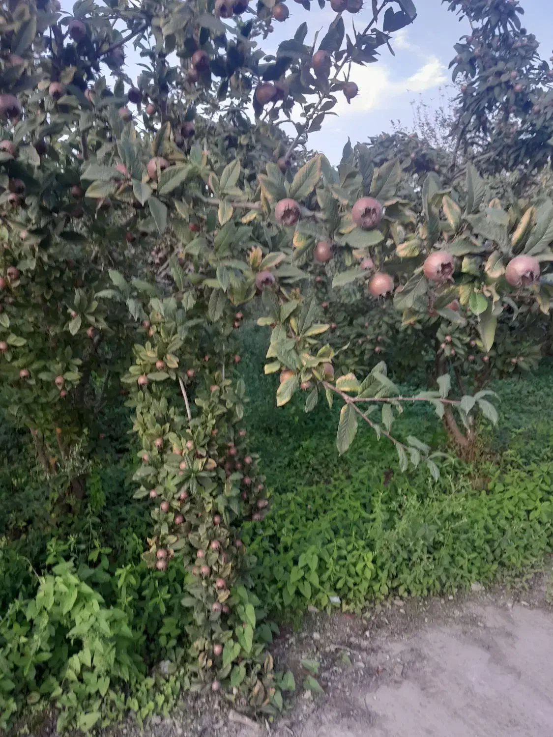 اجاره سوئیت گوراب زرمیخ|اجارهٔ کوتاهمدت آپارتمان و سوئیت|گوراب زرمیخ, |دیوار