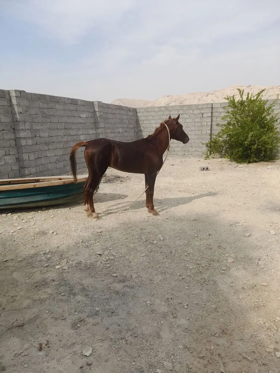 اسب|اسب و تجهیزات اسب‌سواری|بندرلنگه, |دیوار