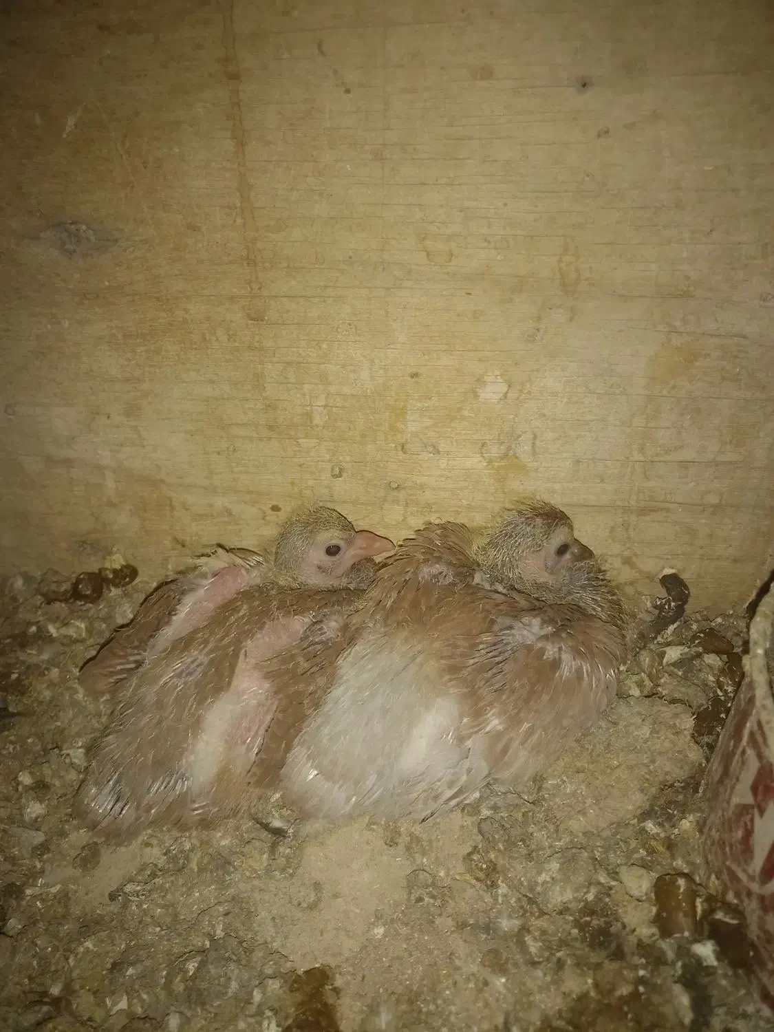 کبوترجوجه سرلاکی|پرنده|قم, شهرک مهدیه (مدرس)|دیوار