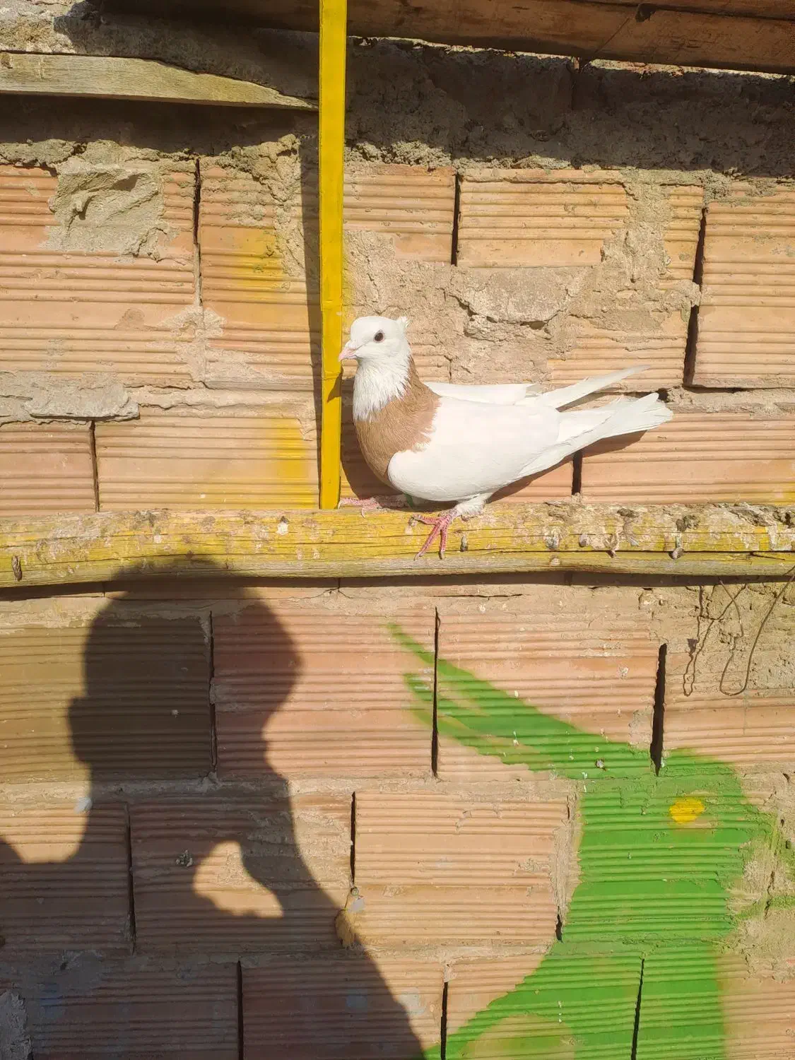 طوقی|پرنده|تبریز, |دیوار