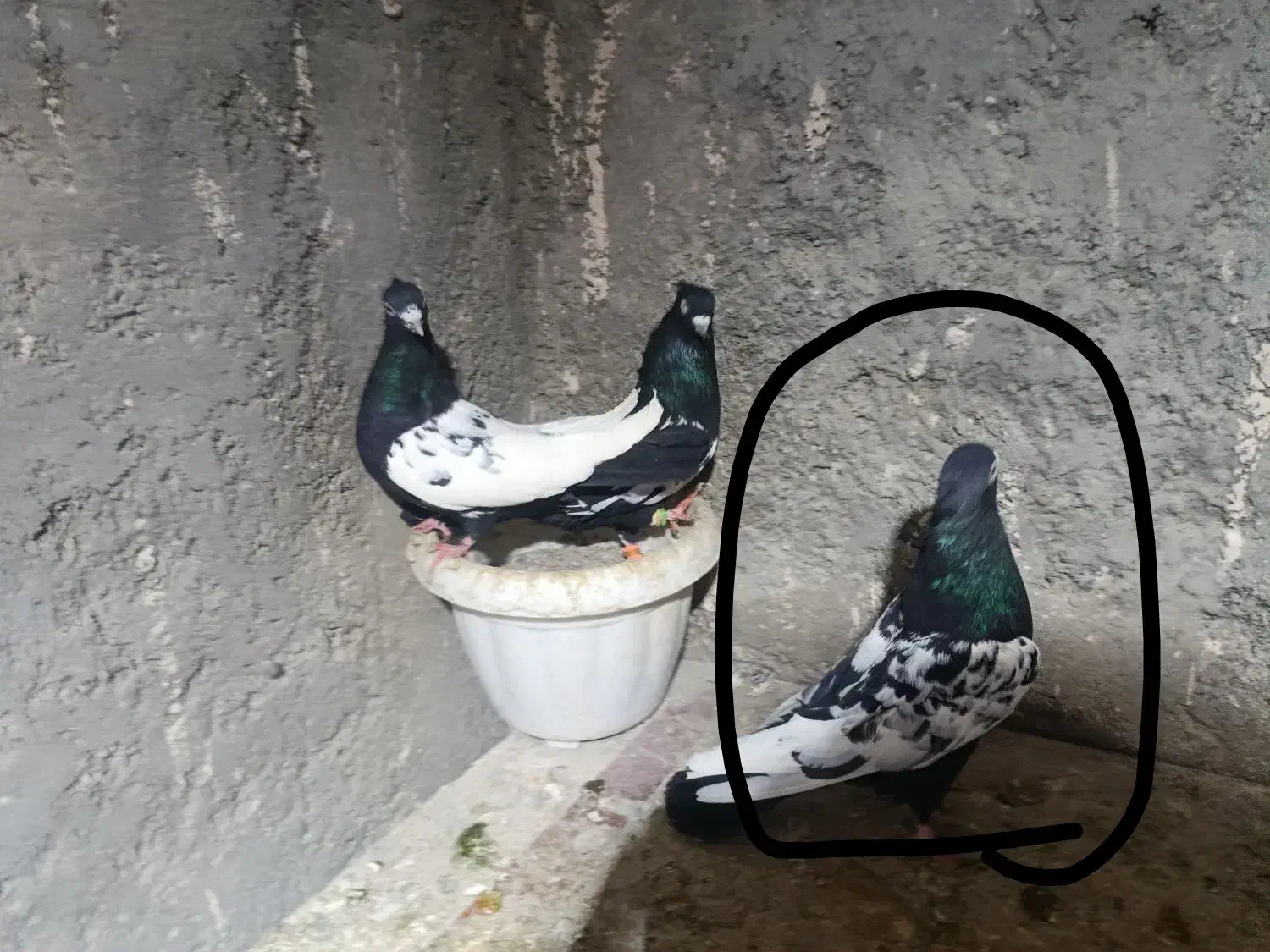 جفت گاه|پرنده|چناران, |دیوار