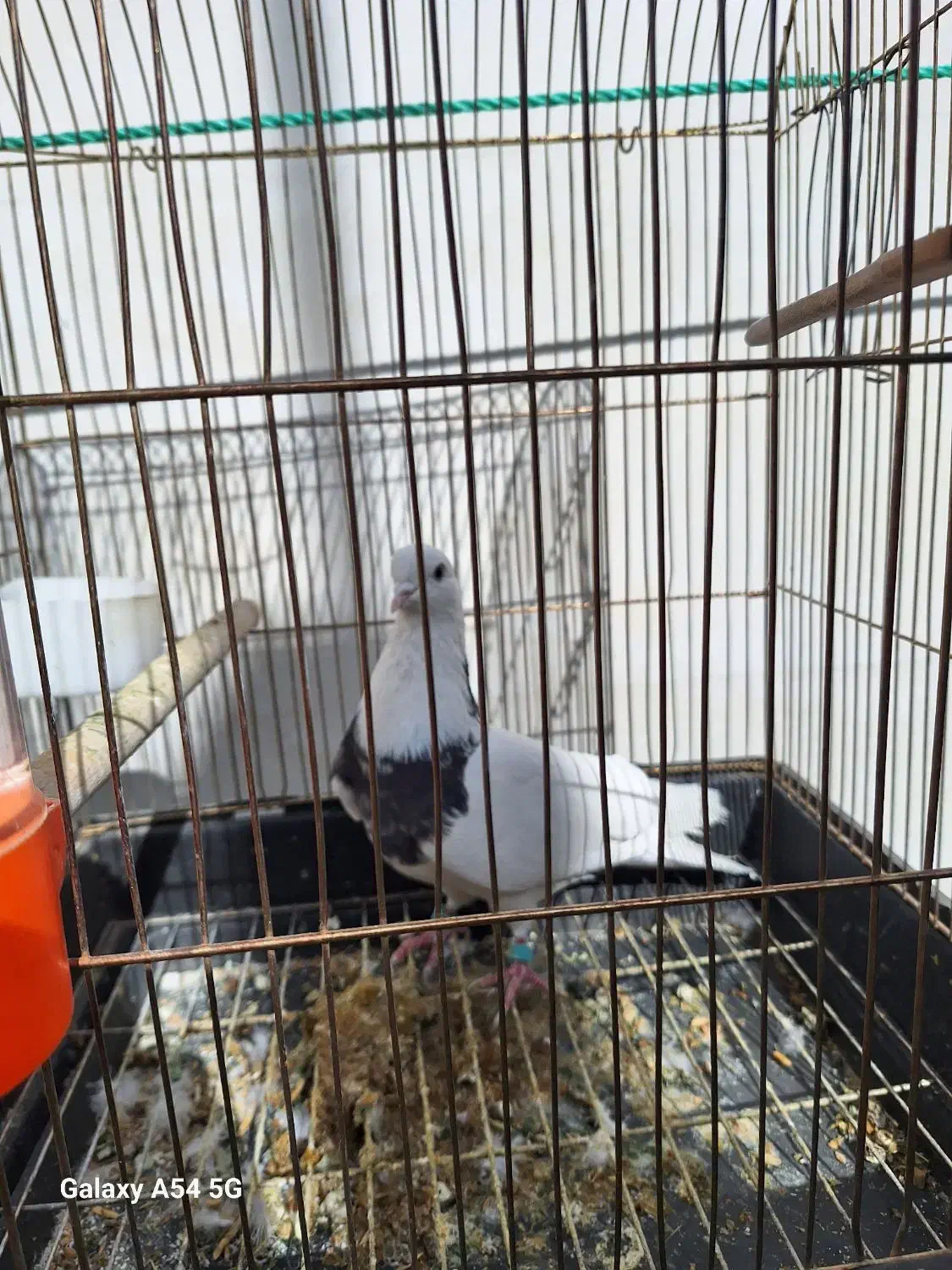 کبوترپیداشده|حیوانات|خرم‌آباد, |دیوار