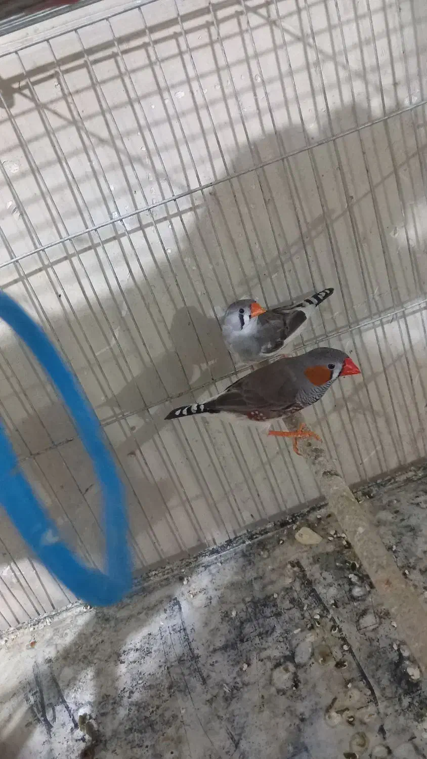 فنج کینگ یک جفت|پرنده|بندر ماهشهر, |دیوار