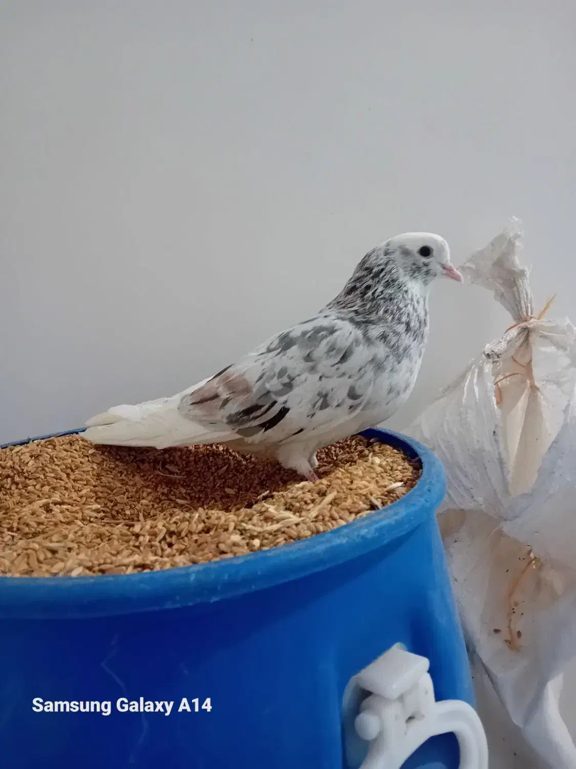 سورور نر|پرنده|اردبیل, |دیوار