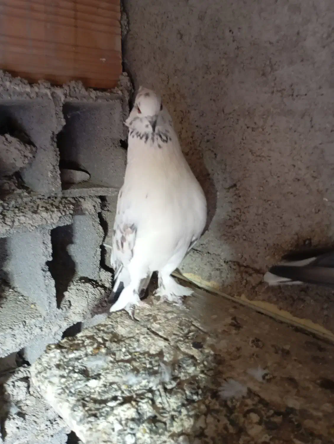 ساعت بالا نسل دار|پرنده|خان ببین, |دیوار