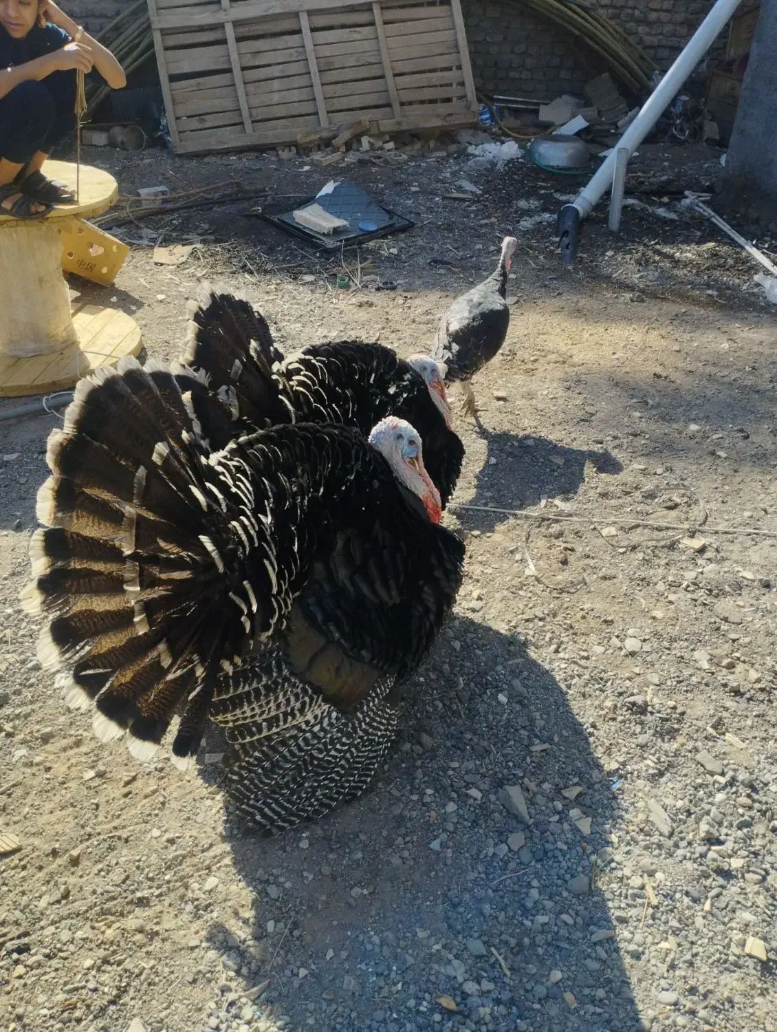 بوقلمون|حیوانات مزرعه|بم, |دیوار