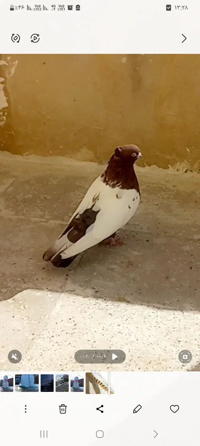 کبوتر حسن خانی|حیوانات|سنندج, |دیوار