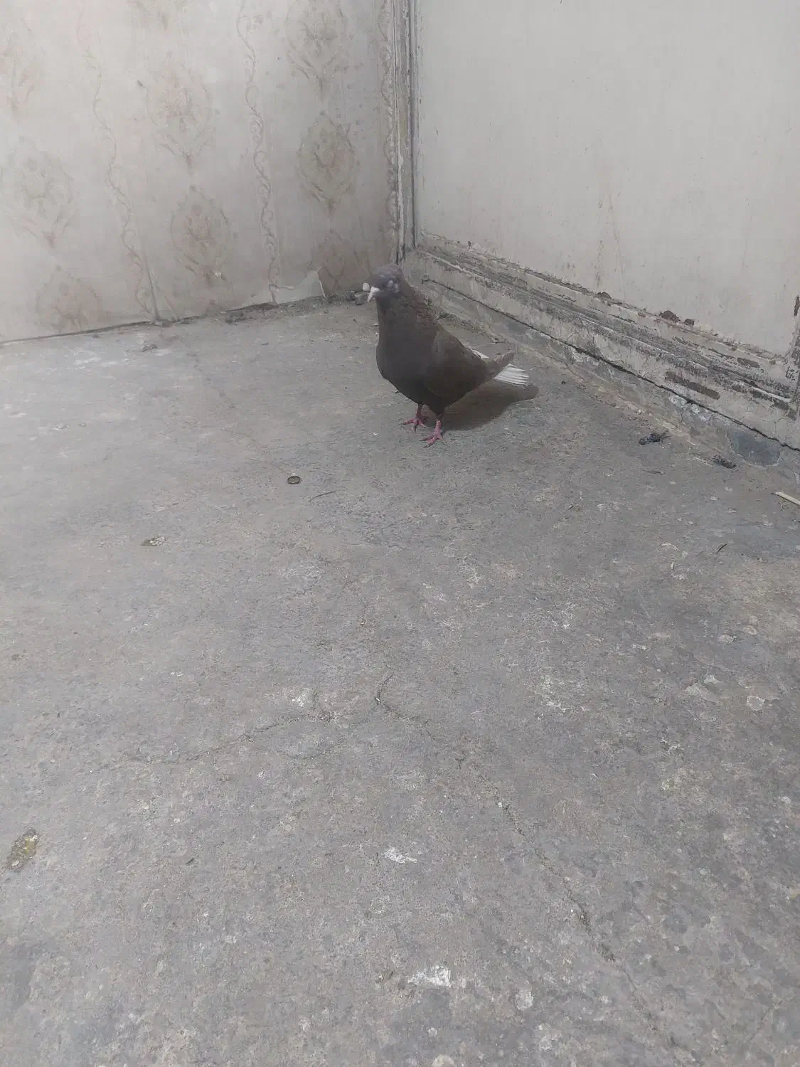 ماده دوم سفید|پرنده|تهران, والفجر (افسریه)|دیوار