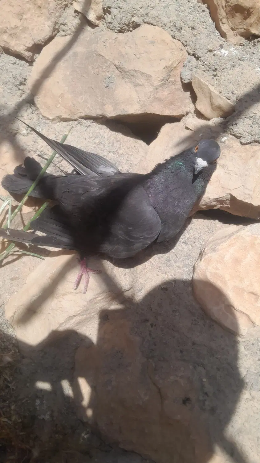 کبوتر نر|پرنده|کوهدشت, |دیوار
