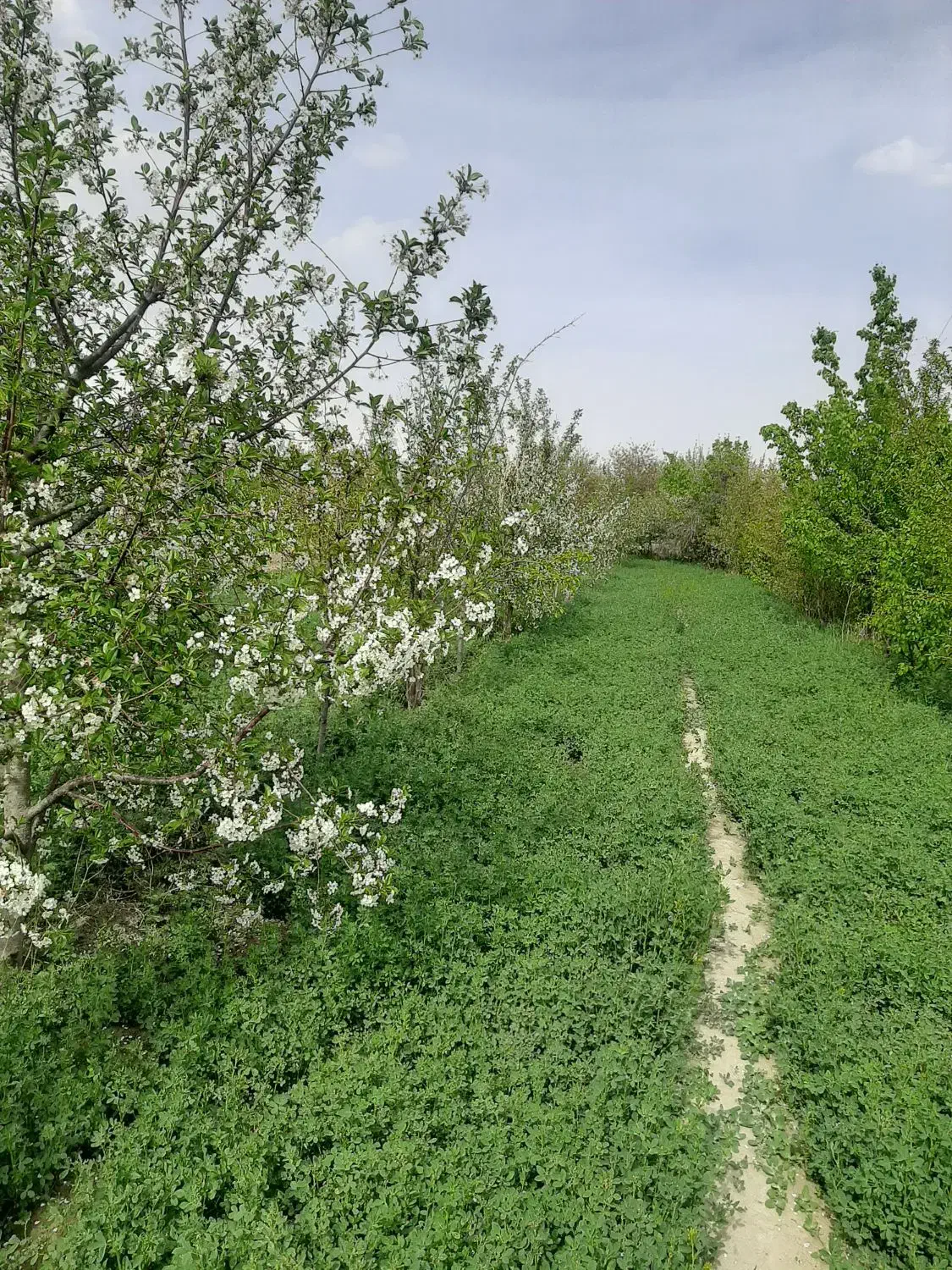 فروش باغ|فروش زمین و ملک کلنگی|گلمکان, |دیوار