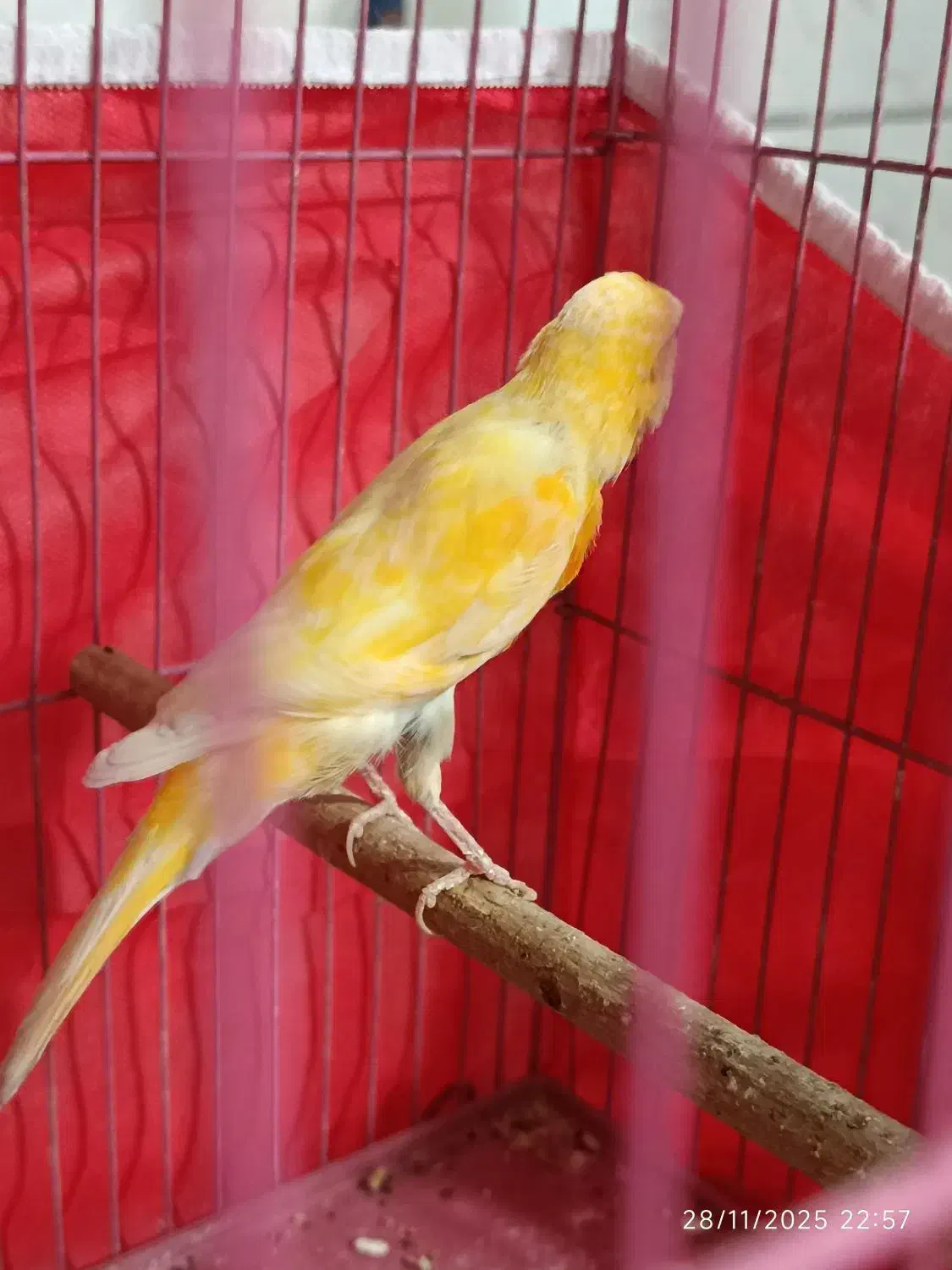 معاوضه قناری لاکی نر باسبز چمنی ماده|پرنده|شیراز, دست خضر|دیوار