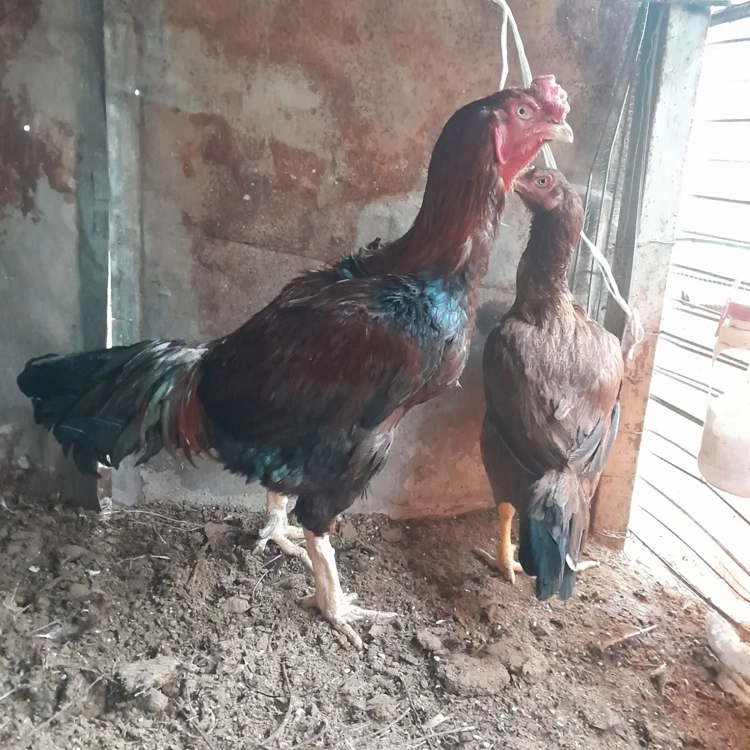 خروس لاری افغانی اصیل|حیوانات مزرعه|قائم‌شهر, |دیوار