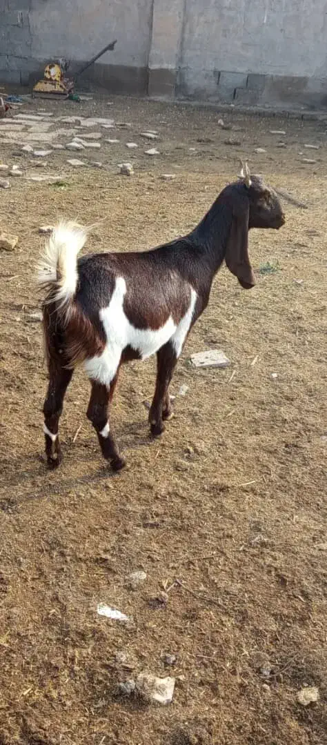 بزافقانی اصل|حیوانات مزرعه|سوسنگرد, |دیوار