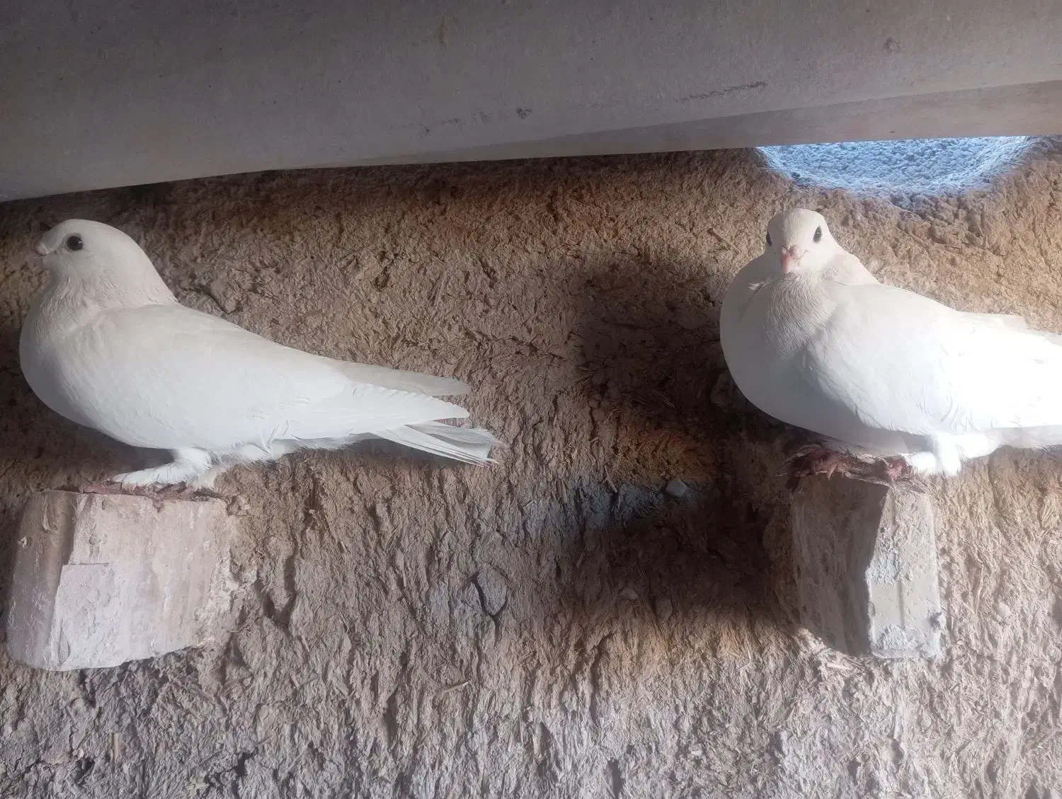 ماده سفید موشی کبوتر|پرنده|فسا, |دیوار