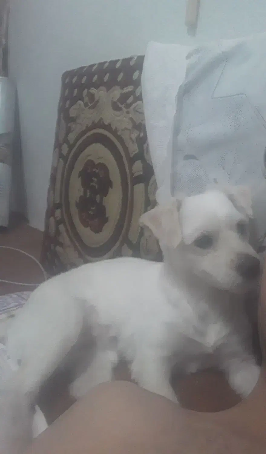 سگ گمشده|سگ|لاهیجان, انقلاب|دیوار