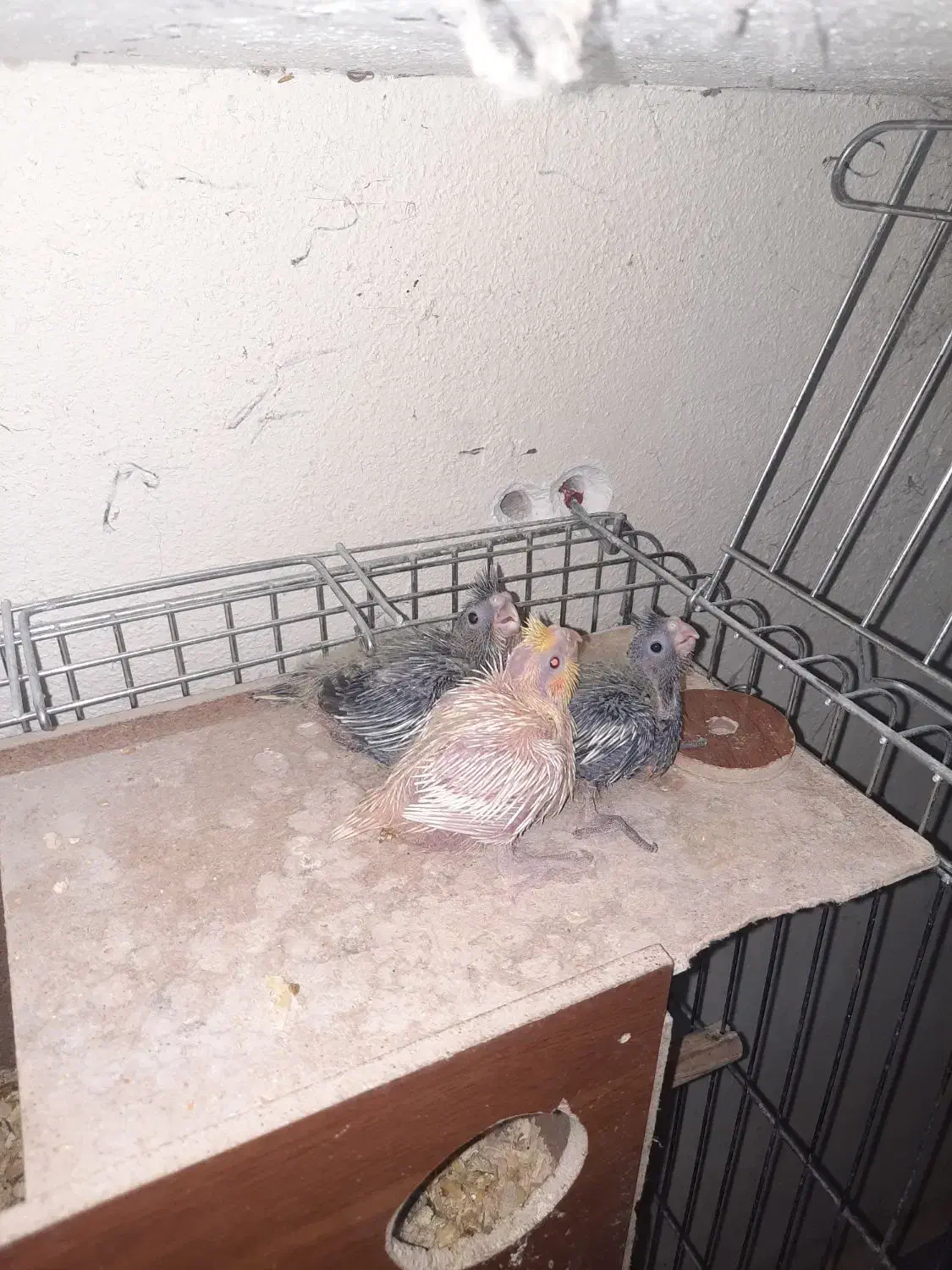 عروس هلندی نر و دستی و سرلاکی|پرنده|تاکستان, |دیوار