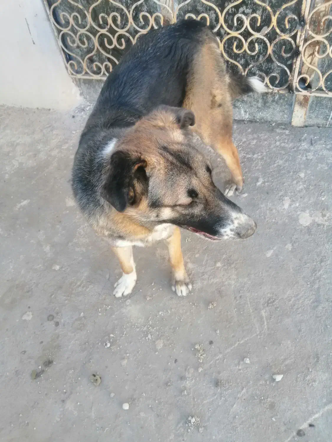 حیوان|سگ|چناران, |دیوار