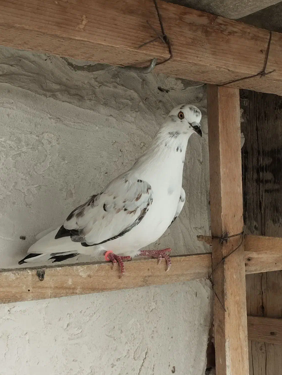 تعدادی کبوتر پرشی کفتر جوجه|پرنده|بندر ترکمن, |دیوار