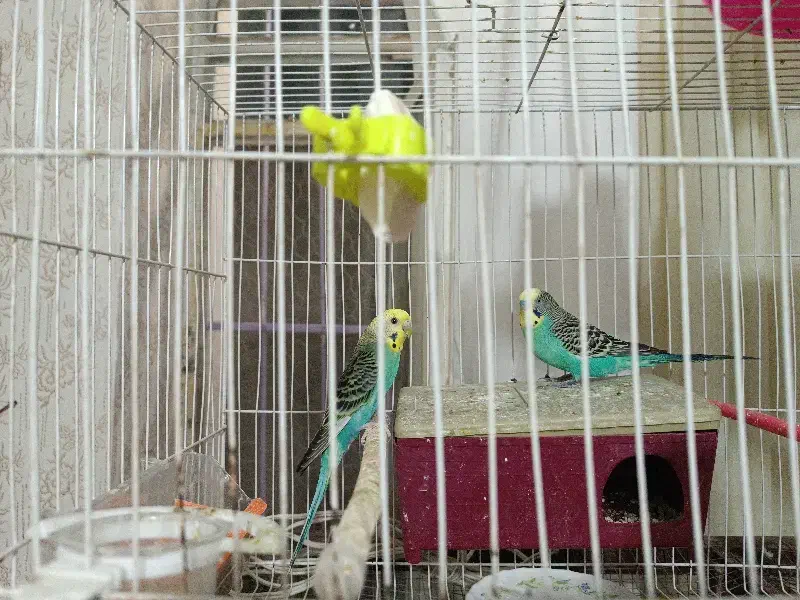 مرغ عشق|پرنده|فاروج, |دیوار