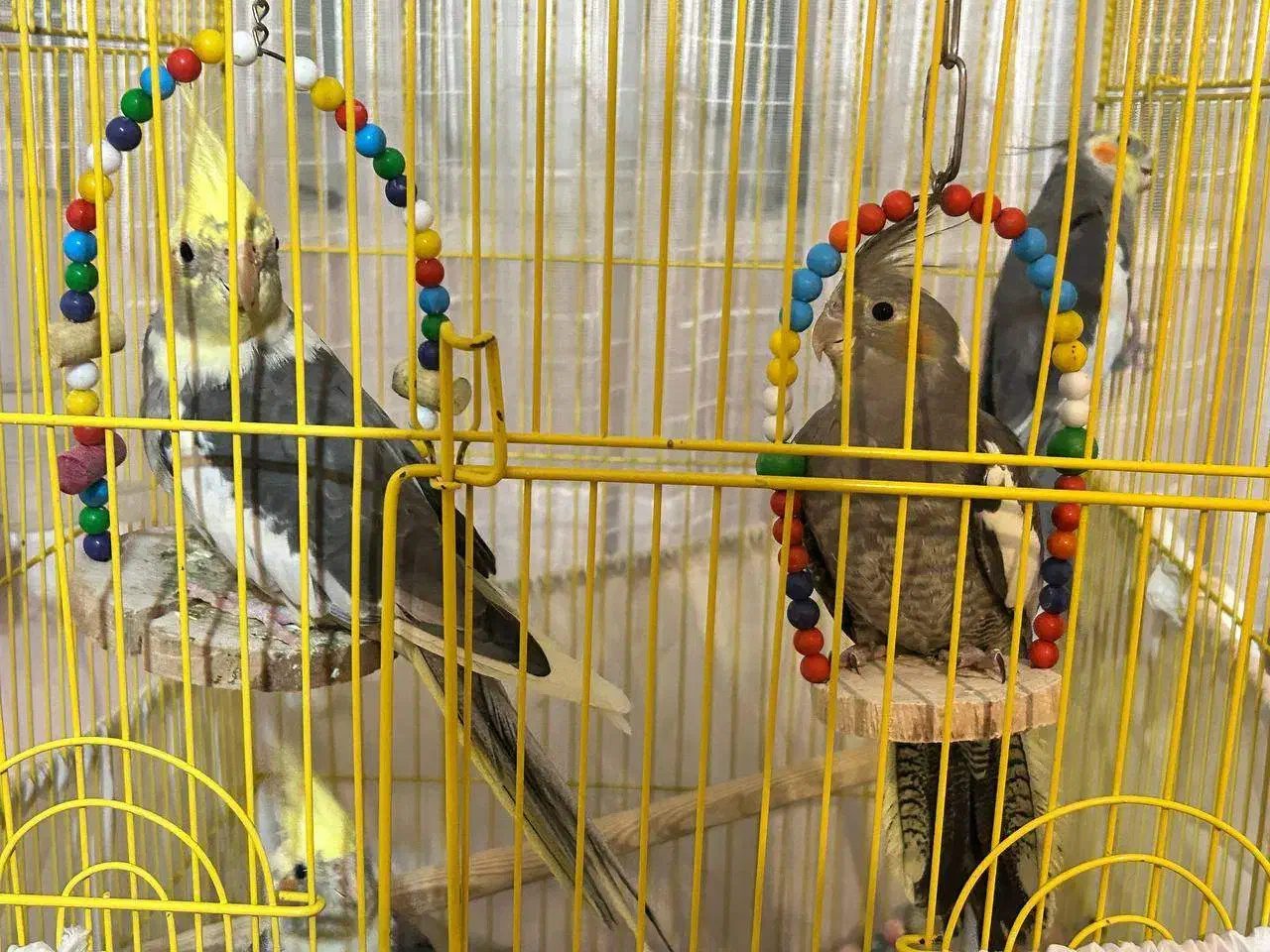 واگذاری عروس هلندی|پرنده|ساری, |دیوار