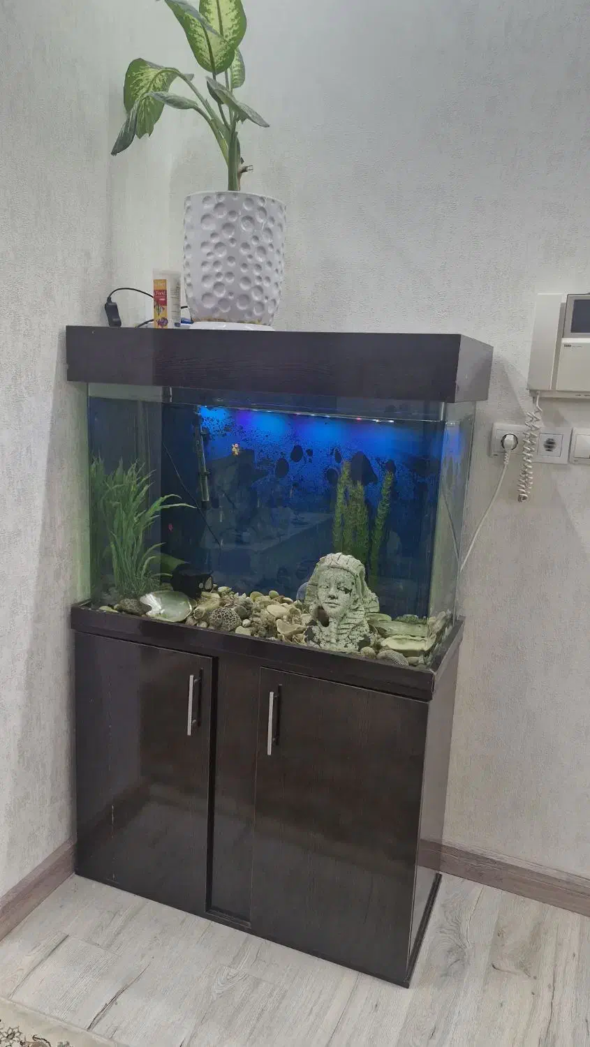 اکواریوم|ماهیگیری|مشهد, عامل|دیوار