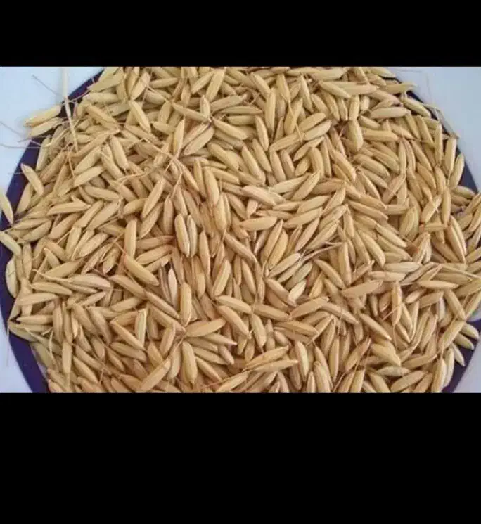 برنج چلتیک|خوردنی و آشامیدنی|دهدشت, |دیوار