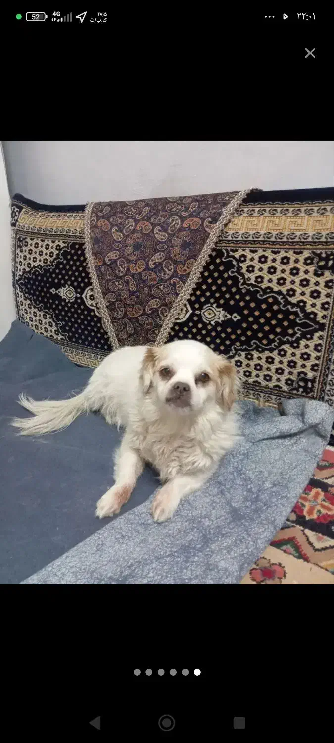 واگذاری سگ|سگ|سمنان, |دیوار