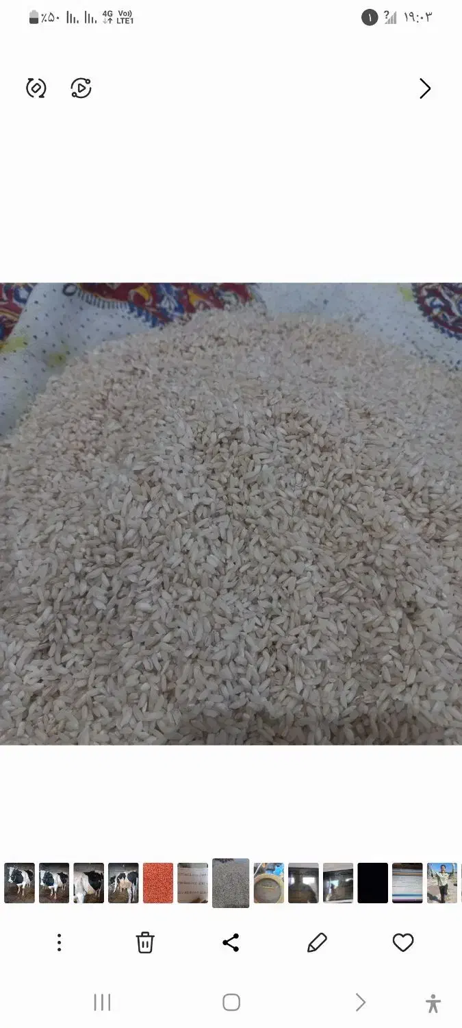 برنج چمپا|خوردنی و آشامیدنی|ایذه, |دیوار