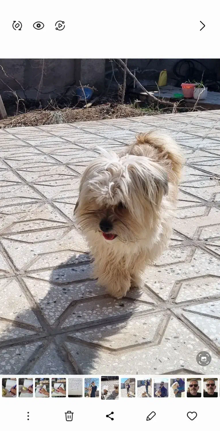 گمشده|حیوانات|عطاملک, |دیوار